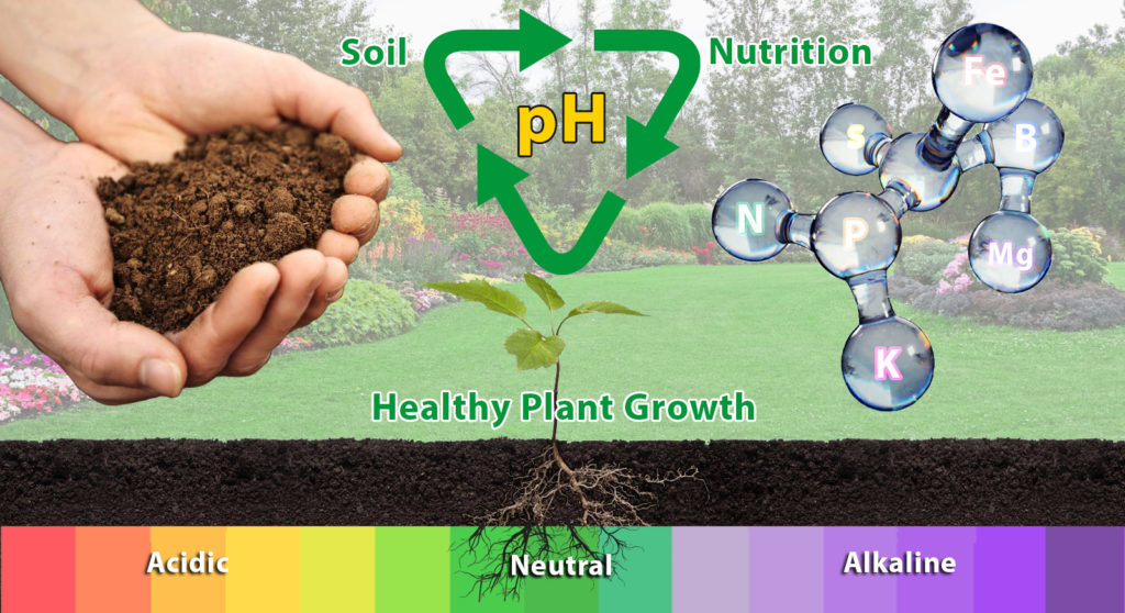 healthy-plant-growth-4-1024x558